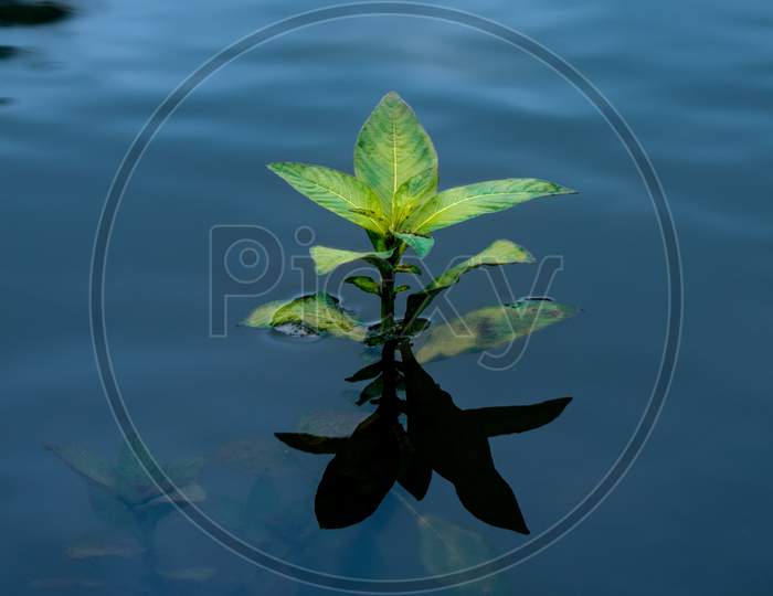 small plant in river with reflection