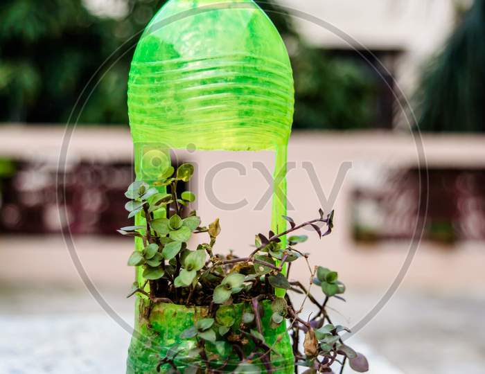 hanging flower pot of plastic bottle, with some phulwari in it, isolated, copy space. A hanging garden.