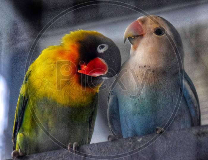 Lovebirds.....