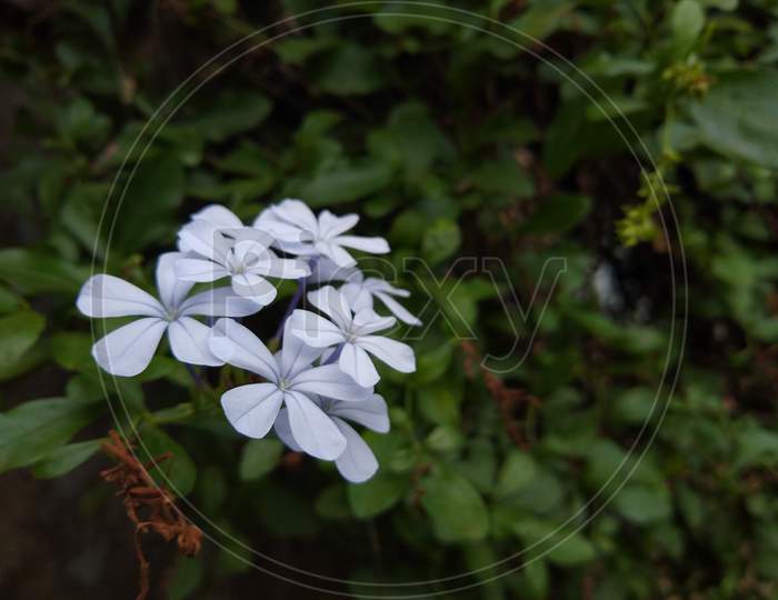 The cape leadwort (Plumbago auriculata) white flowers