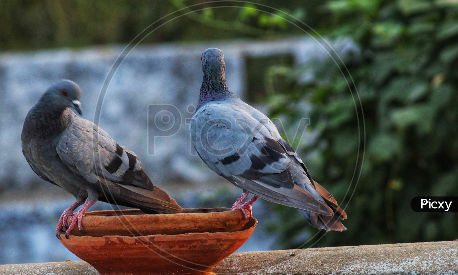 Pair of beautiful pigeon