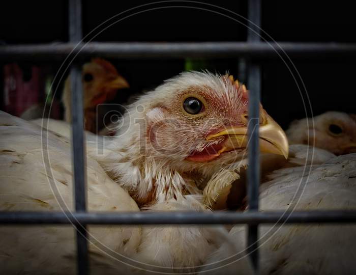 Chicken in cage eye dark background