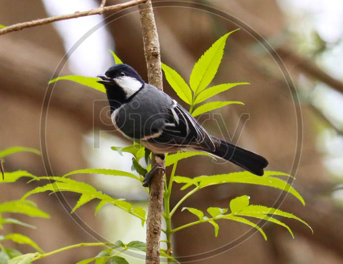 THIS IS A PHOTO OF JAPNESE TIT