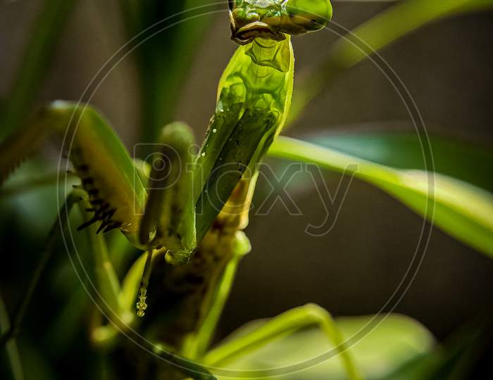 Pose of preying mantis