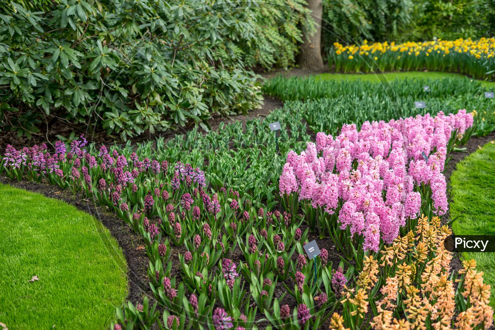 Flower Garden, Netherlands , A Close Up Of A Flower Garden