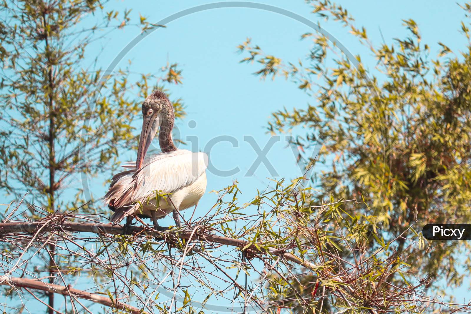 THIS IS A PHOTO OF ASIAN OPENBILL