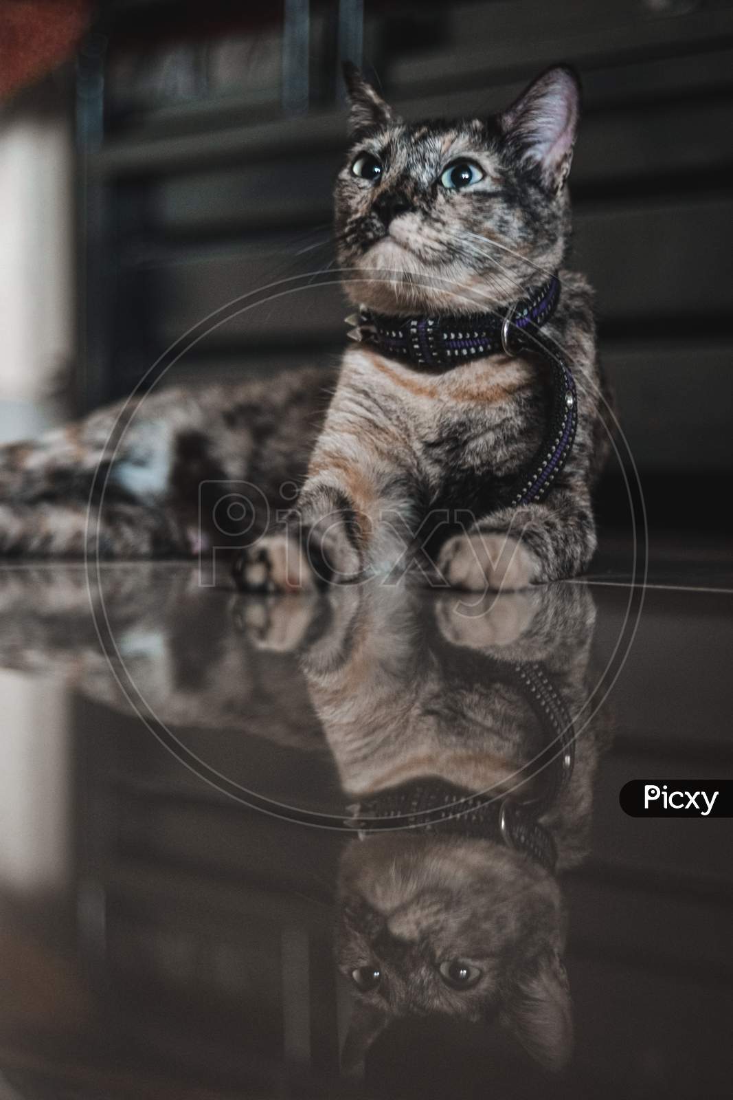 Cat reflection photo
