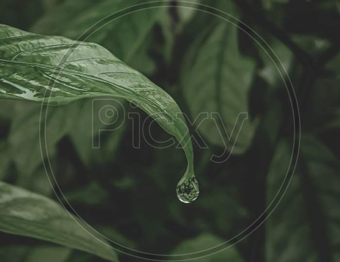 Rain Drops , Macro Photography