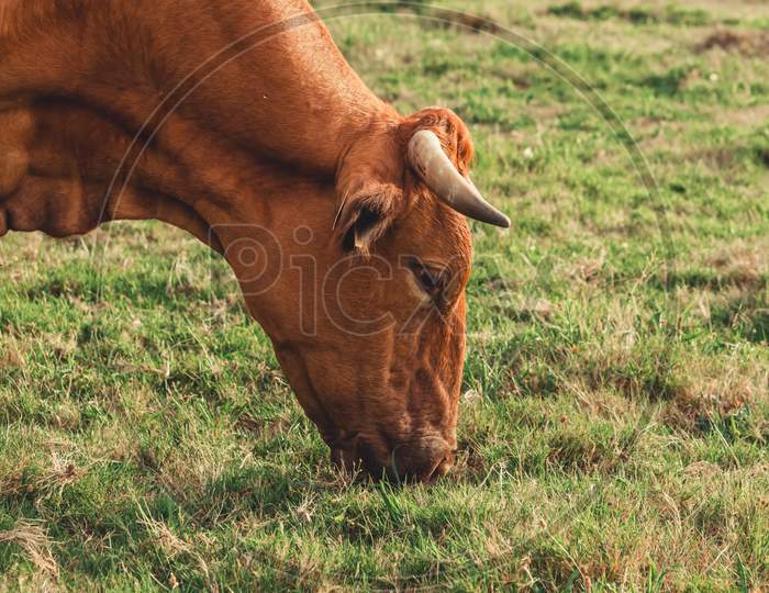 Close Up Of A Brown Cow Eating Green Grass In The Farm With Big Horns