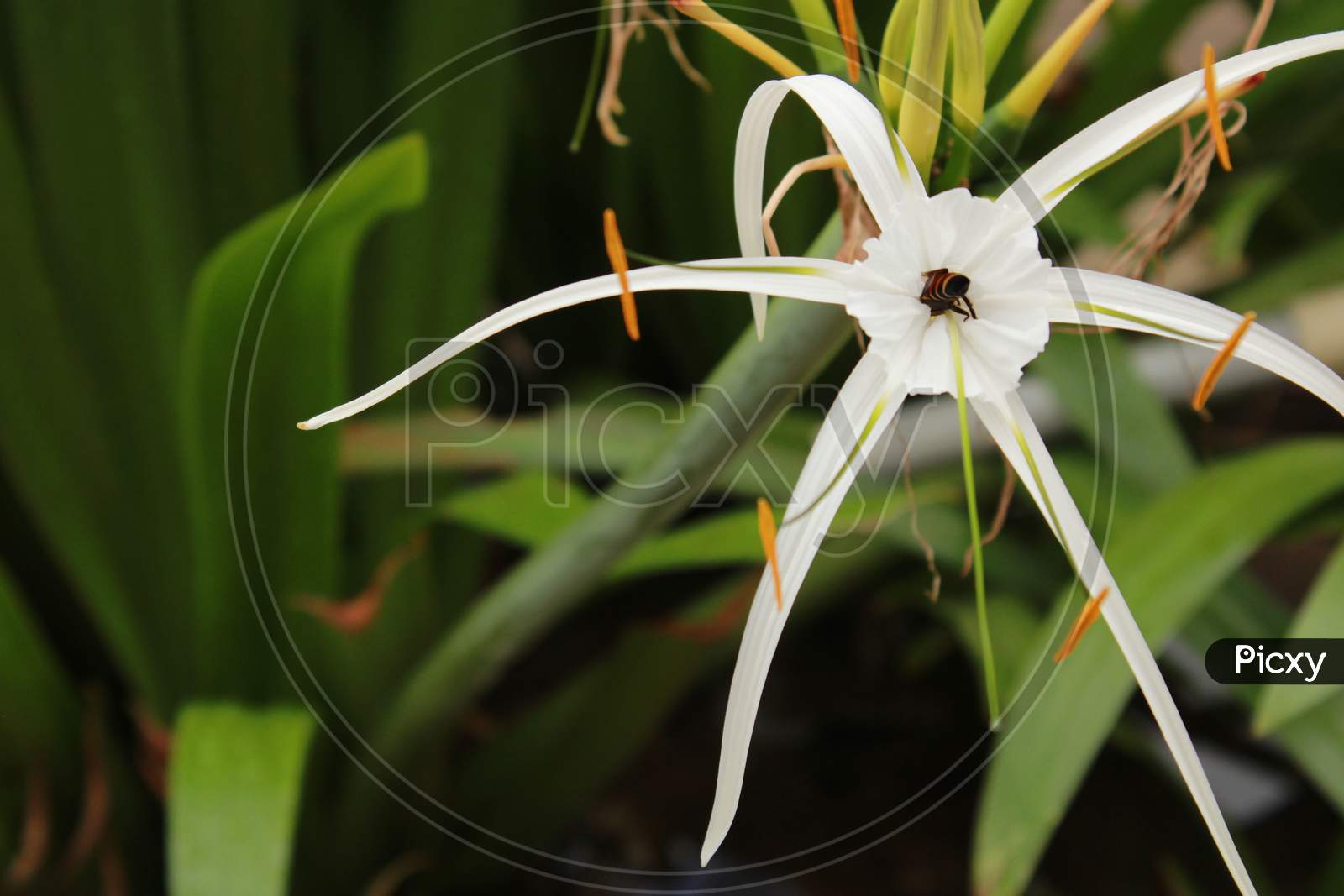 hymenocallis flower