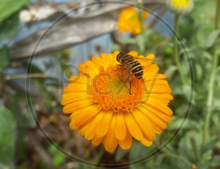 Honeybeen on flower