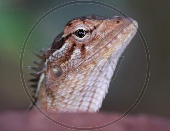 Garden lizard
