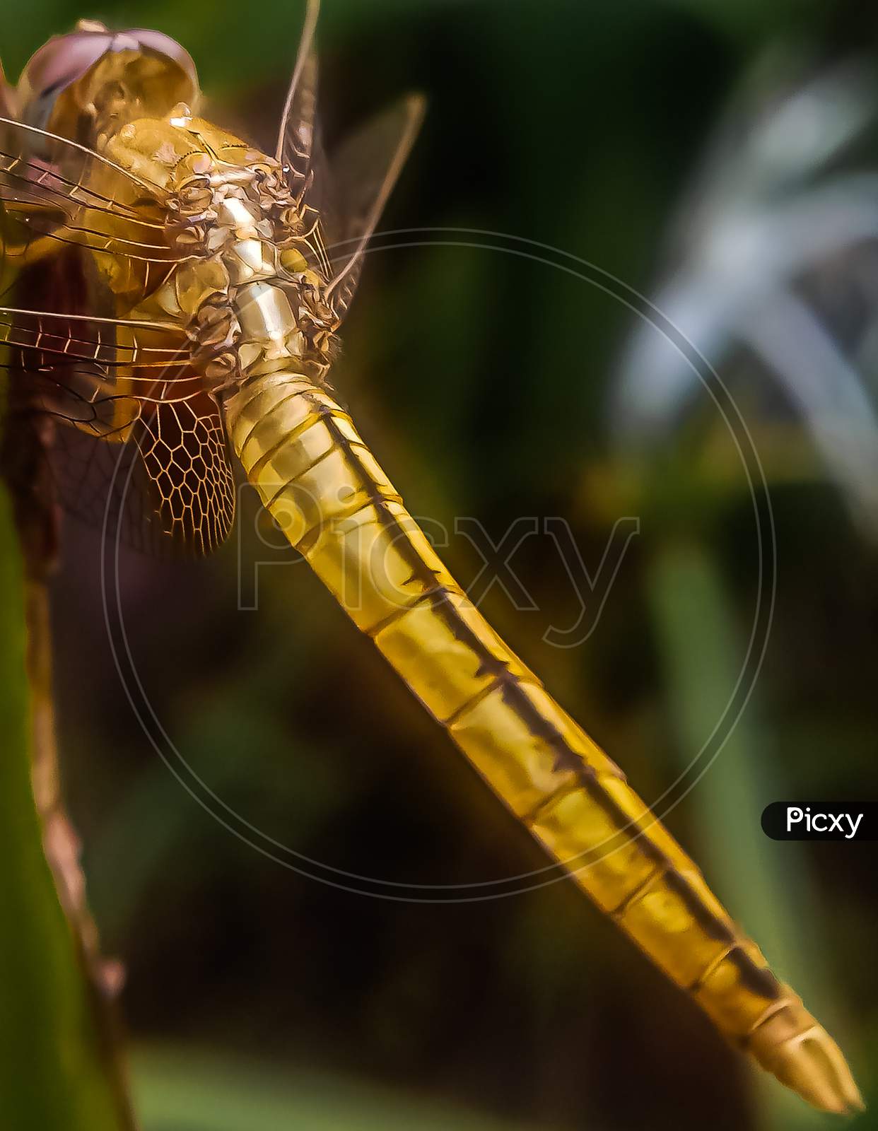 Golden dragonfly wings detail, macro photo