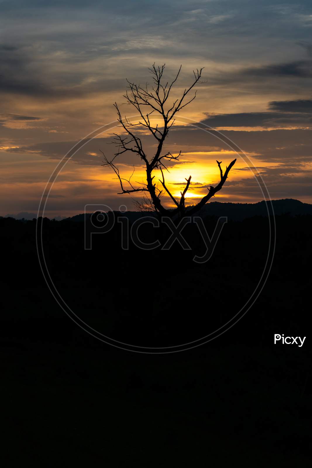 sunset behind silhouetted tree