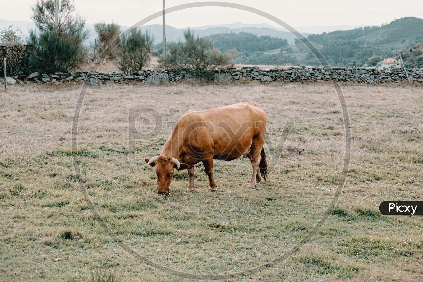 Giant Brown Cow Eating Grass In The Middle Of The Farm