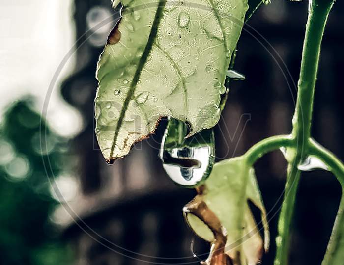 Drop in leaf