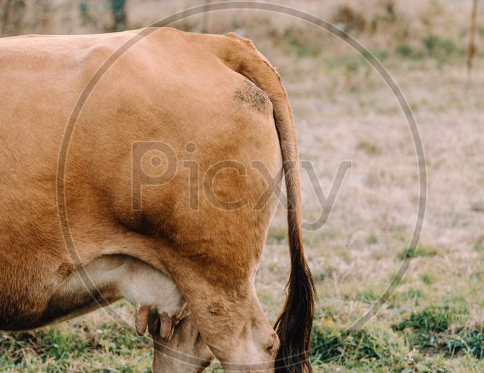 Tail And Udders Of A Brown Cow
