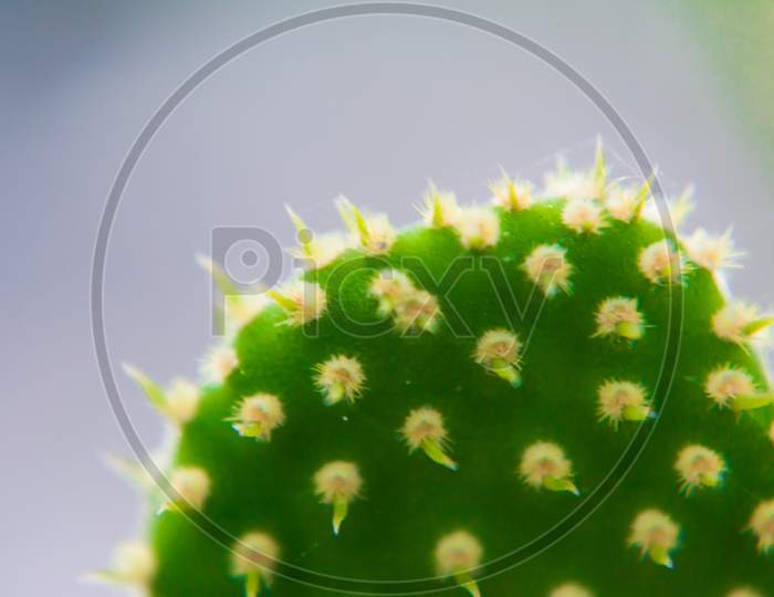 Macro closeup to the spines of a cactus with selective focus. Cactus with long red pointed spines with selective focus. copy space.