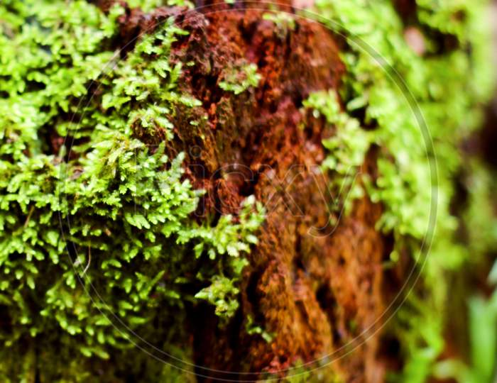 Close Up Photo With Selective Focus On Green Moss On Tree Root.
