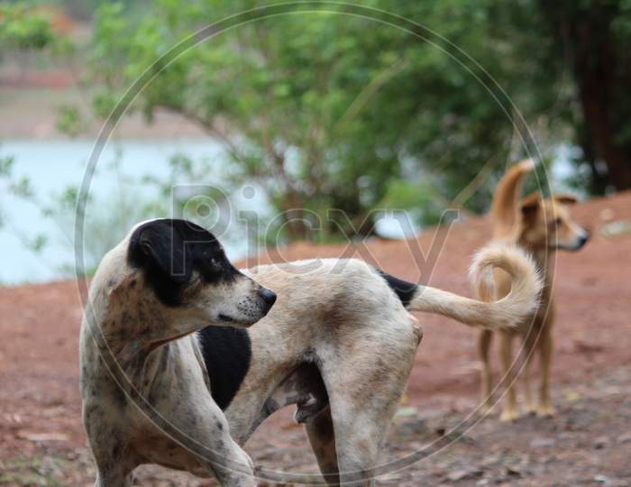 Indian street dog , dog , cute dog , nature