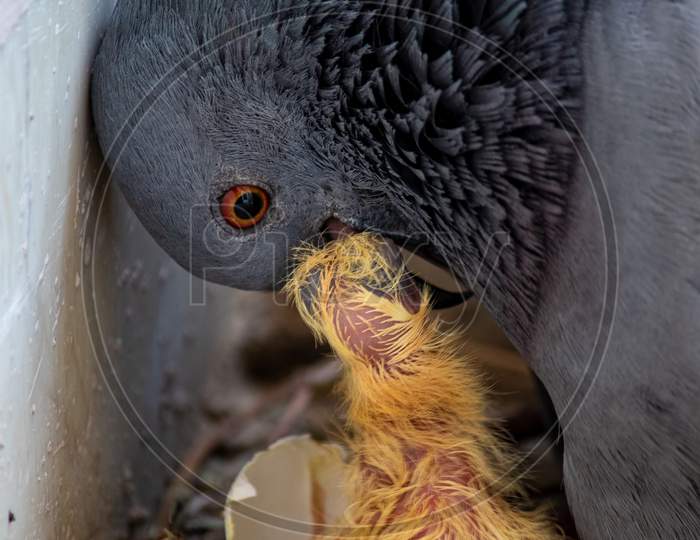 May 17, 2019, Etawah, Pigeon Mother Feeding Her Newly Born Squabs With Her Mouth.