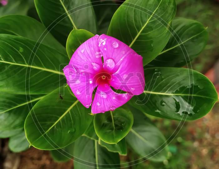 A pink Madagascar periwinkle flower