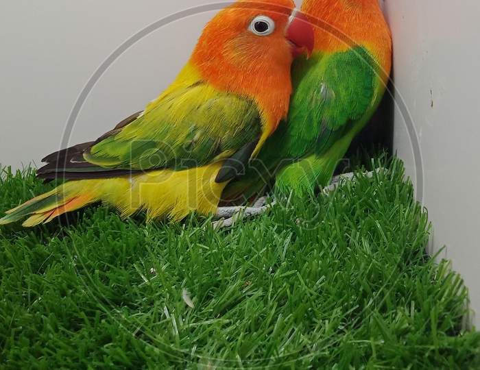 Beautiful birds green parrots