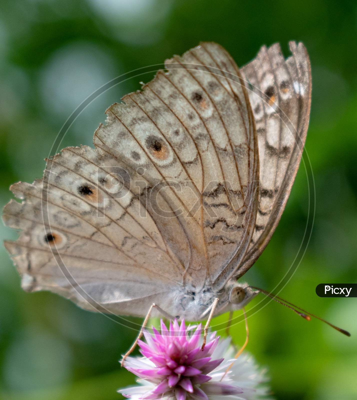 butterfly macro