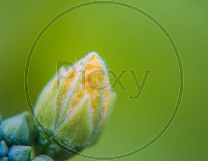 Evergreen leaf shoots, green and fresh. green pine leafs nature background, Shallow depth of field