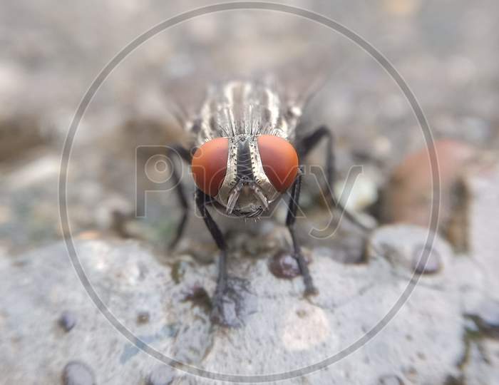 The Fly, using macro lens