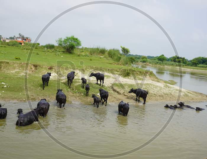 natural photo with buffalo in the river and river bank