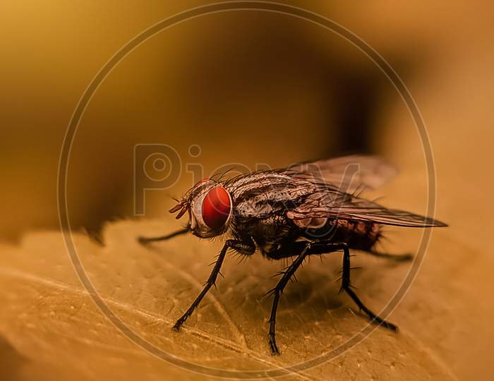 A macro of a fly
