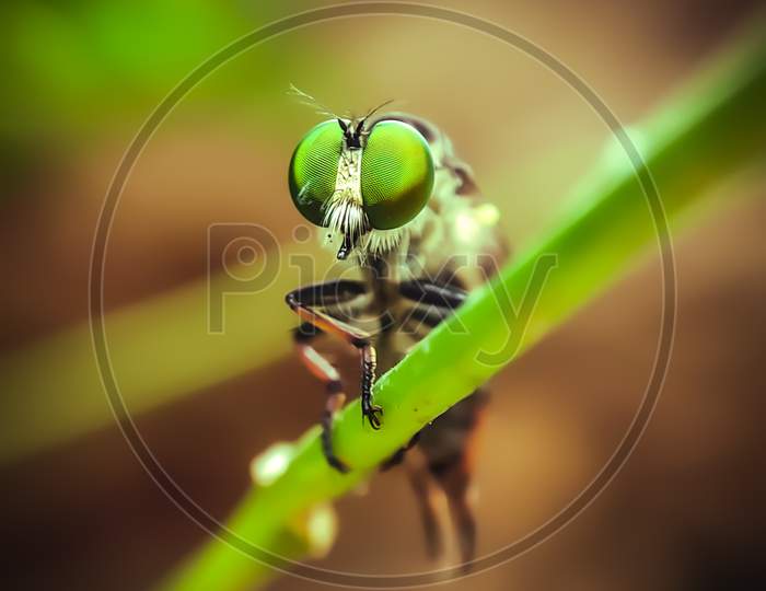 Robber Fly,This live bug on a leaf was shot with a Mobile Macro lens