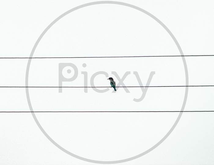 a bird sitting on wire