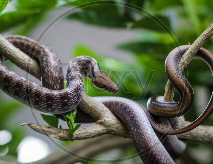 Snake on the Tree