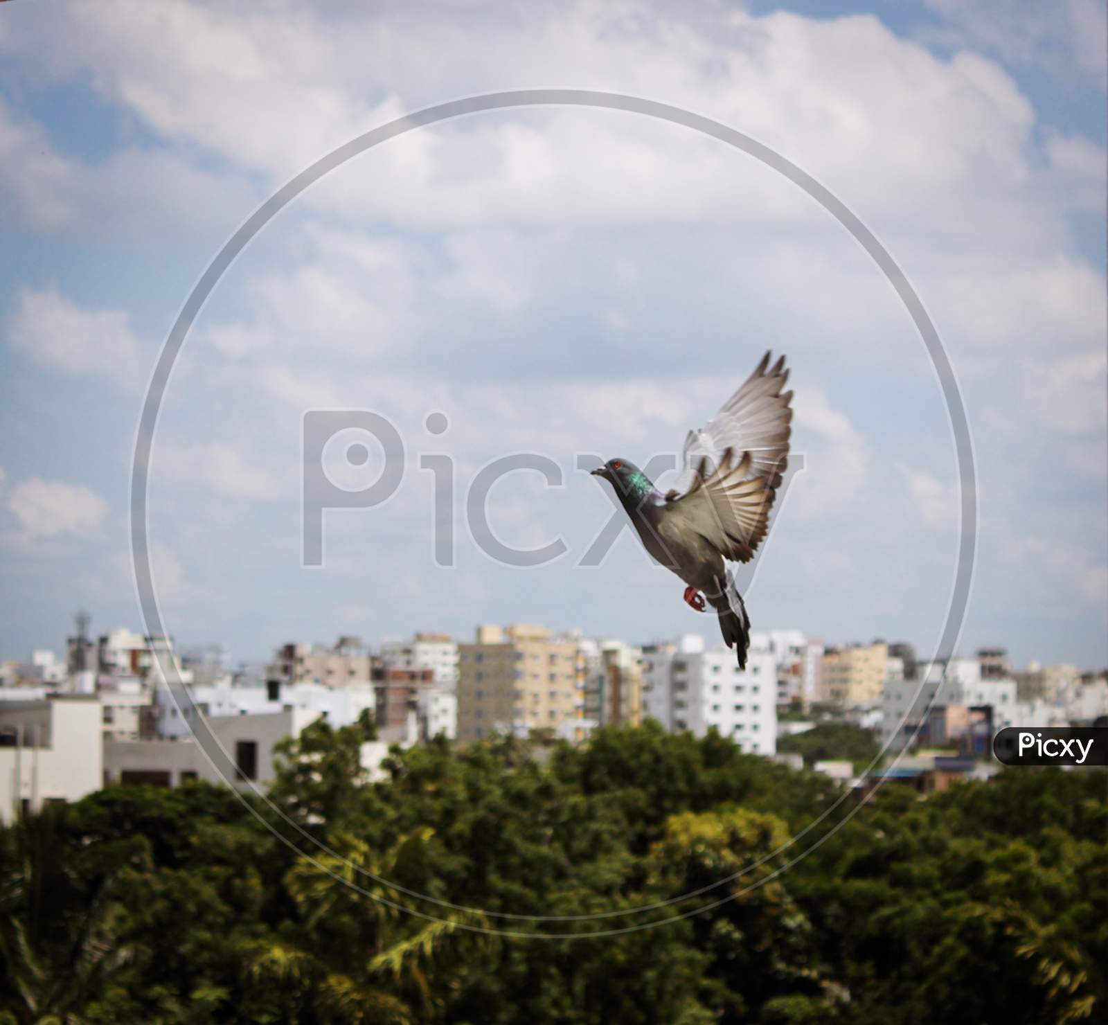 A flying pigeon
