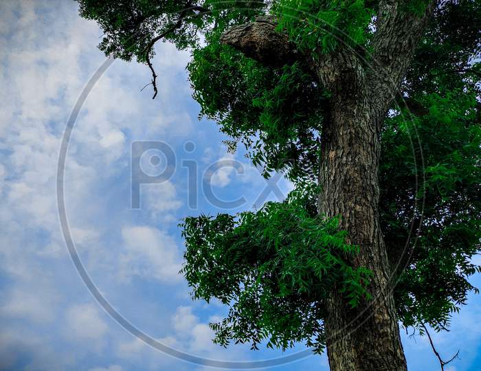 Tree with the devine sky