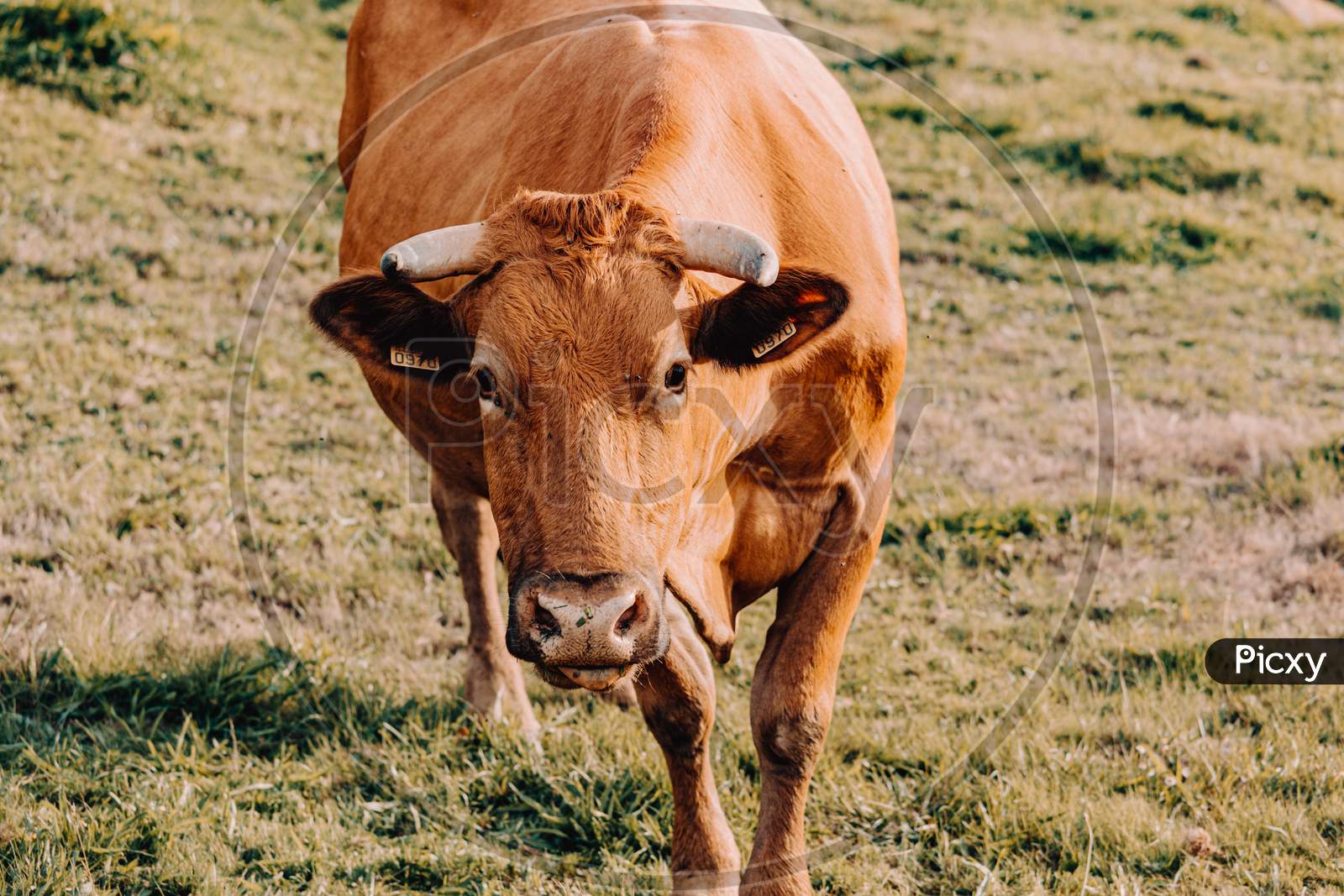 Giant Brown Cow Walking Towards The Camera On A Sunny Day In The Farm