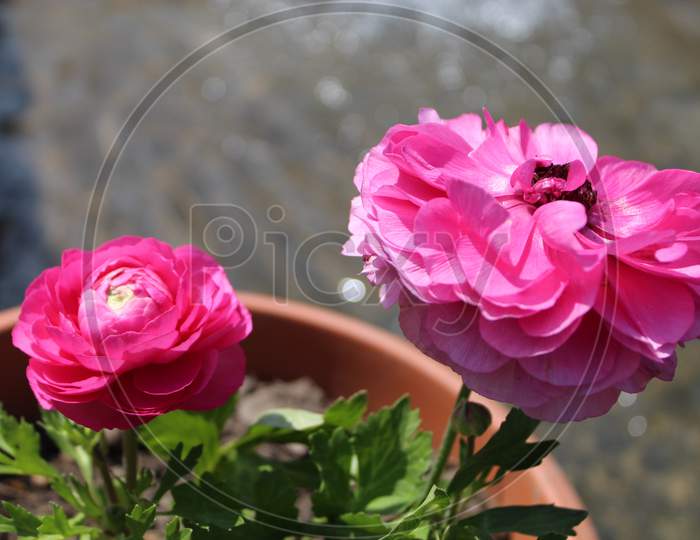 Pink Buttercup Flower