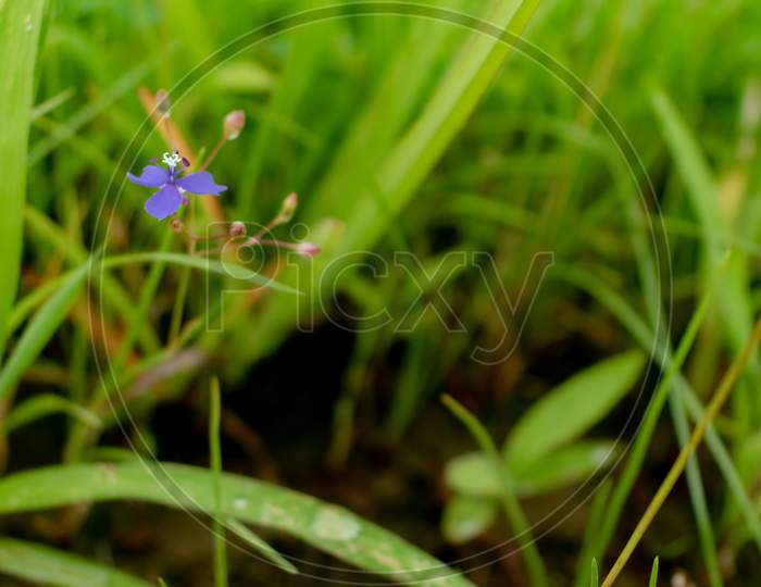 grass flower