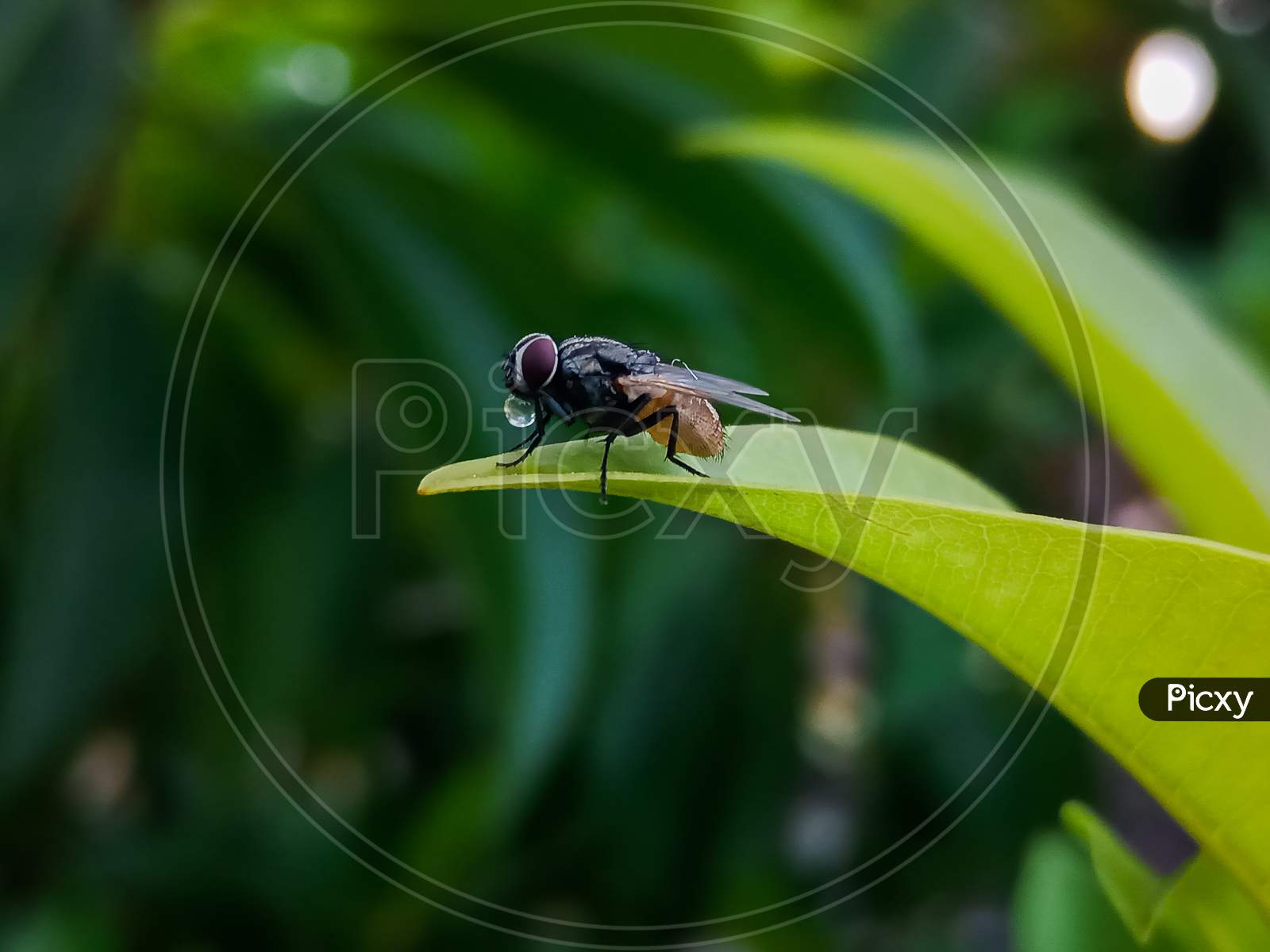 Housefly sitting on Leaf, fly