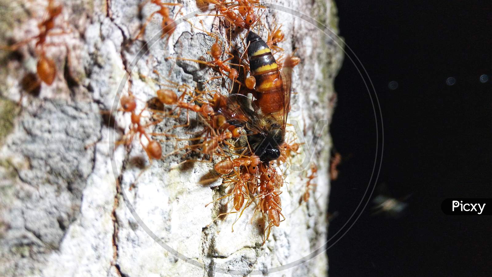 ants hunting honeybee