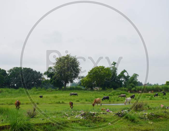 rural area photo on gross field with Cattle