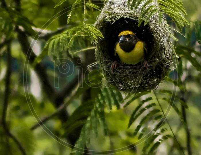 Perching bird in Nest ,  wildlife photography