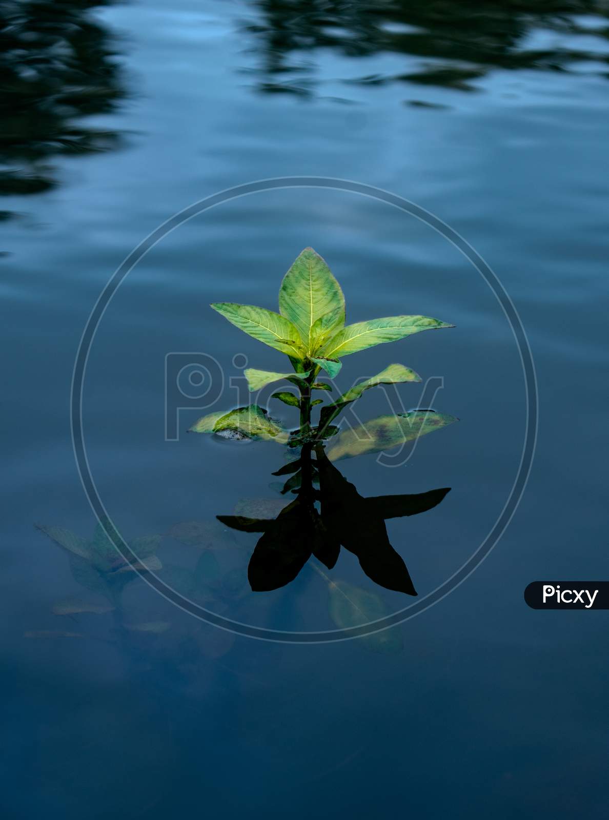 small plant in river with reflection