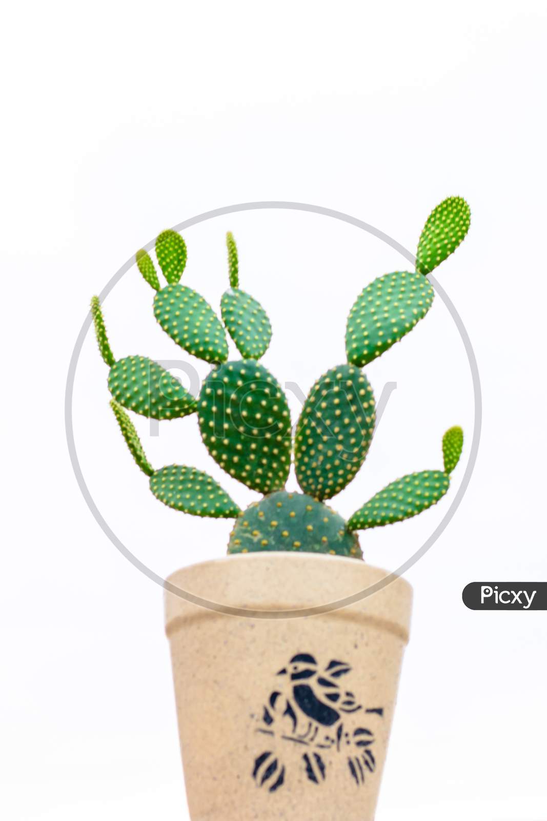 Cactus with flowerpot on isolated background. Green cactus, popular plant for collection.