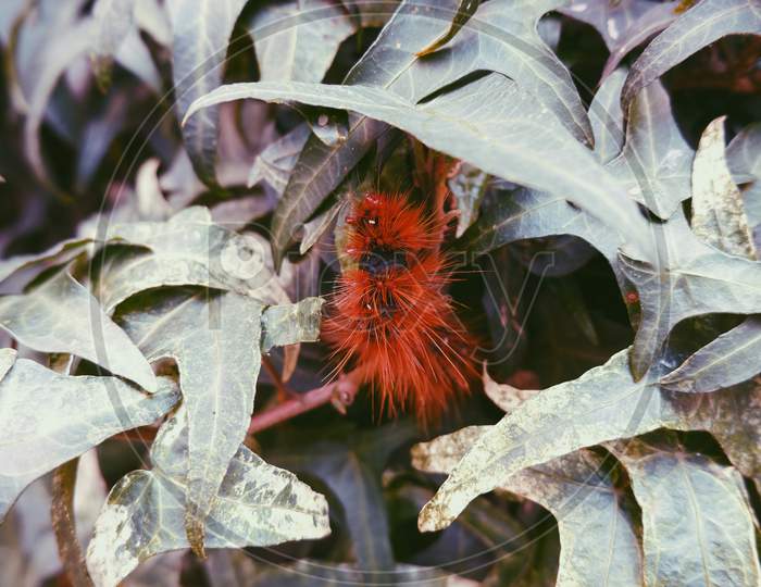 I. Red Caterpillar