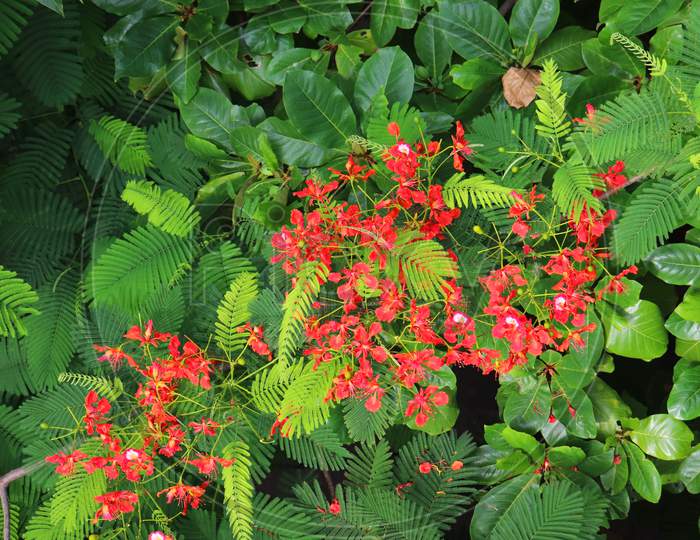 beautiful red Caesalpinia pulcherrima is a species of flowering plant in the pea family Fabaceaebeautiful red Caesalpinia pulcherrima is a species of flowering plant in the pea family Fabaceae