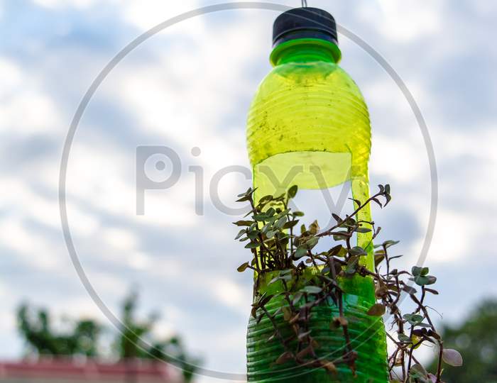 hanging flower pot of plastic bottle, with some phulwari in it, isolated, copy space. A hanging garden.