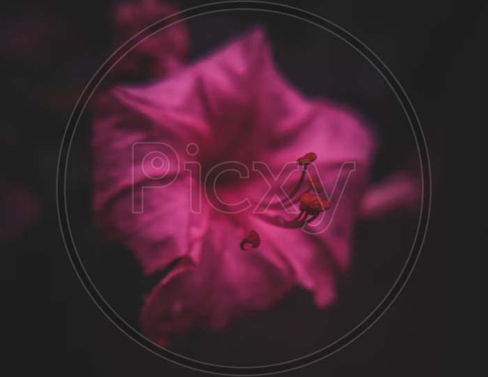 Macro shot of a hibiscus flower